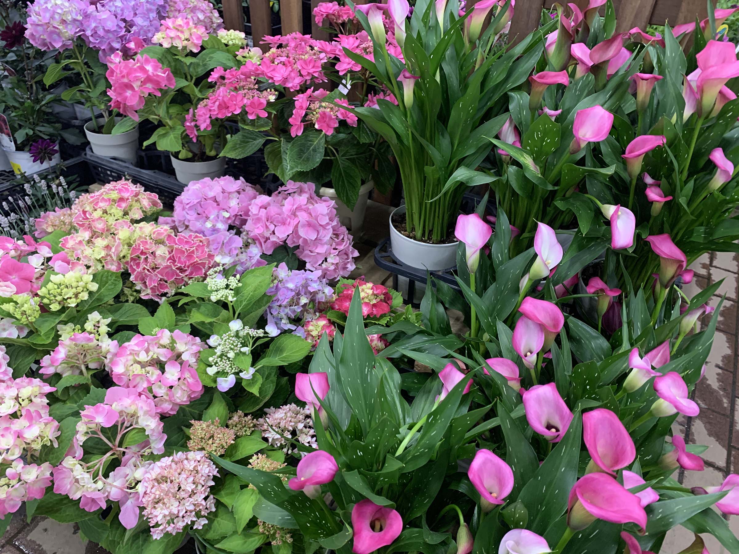 1F 入荷商品ピックアップと母の日におすすめのお花たち!! | オザキ