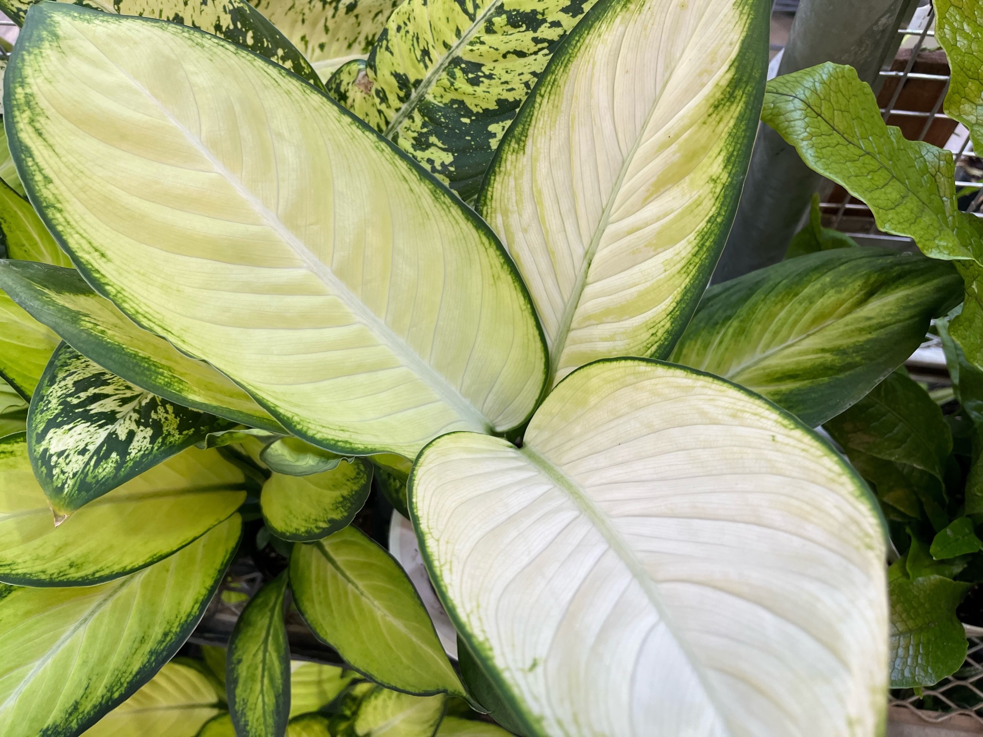 フィカス エベレストあります！！その他おすすめ観葉植物ご紹介