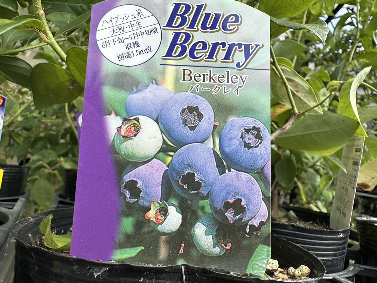 イシヅキさんのイチジク・石黒さんのブルーベリー入荷しました