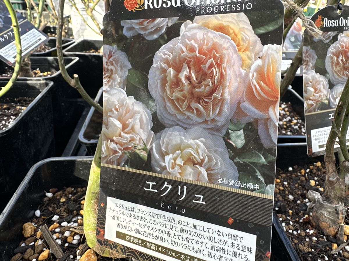 バラ大苗の植え付け時期！品種を選べるいま、バラのある生活を楽しんで