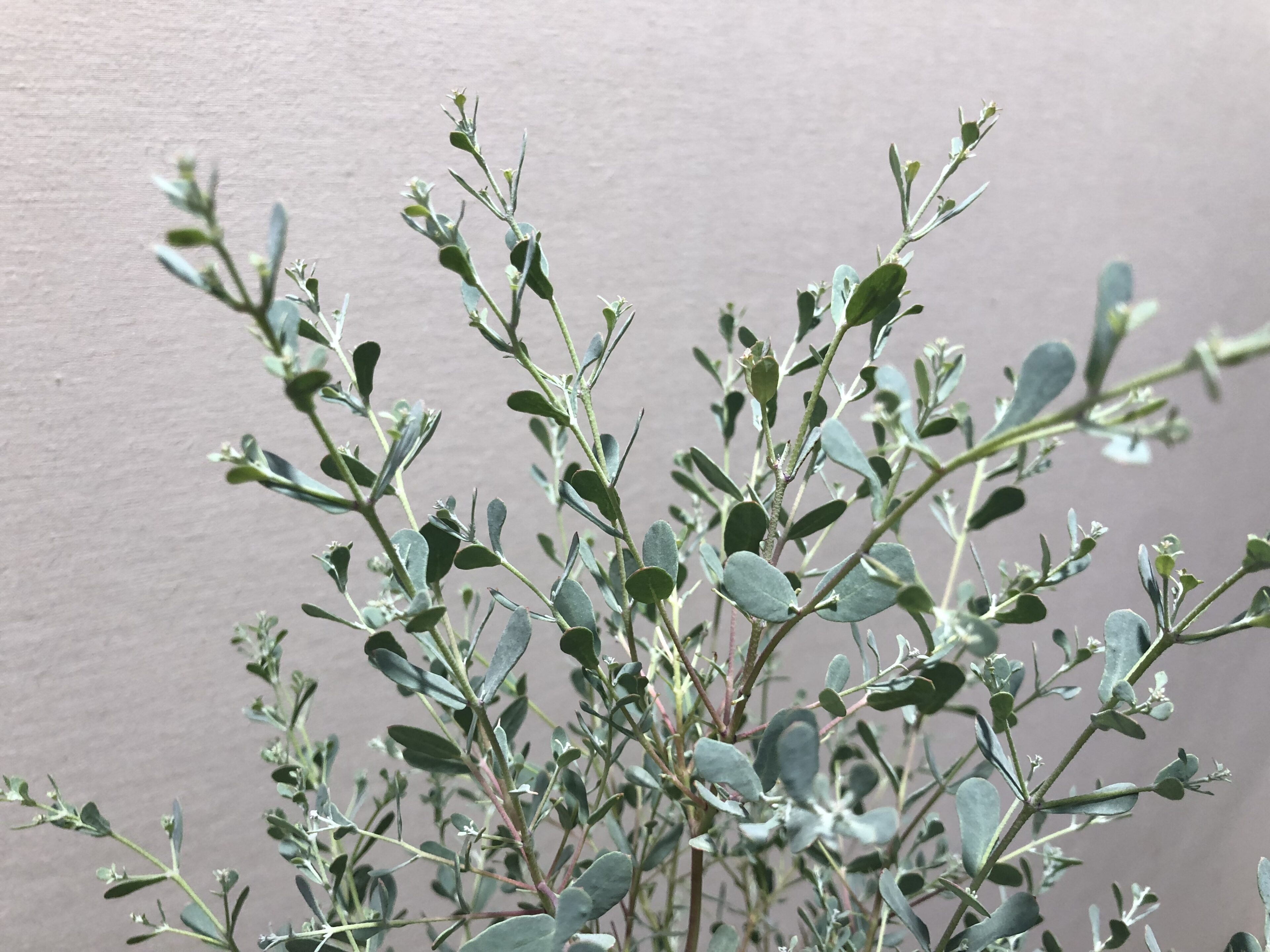 1F|ユーカリ新品種（France Blue Rengun）入荷しました。 | オザキ