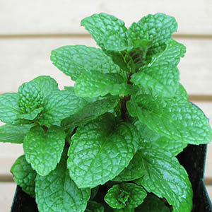 ミント | オザキフラワーパーク | オザキフラワーパーク