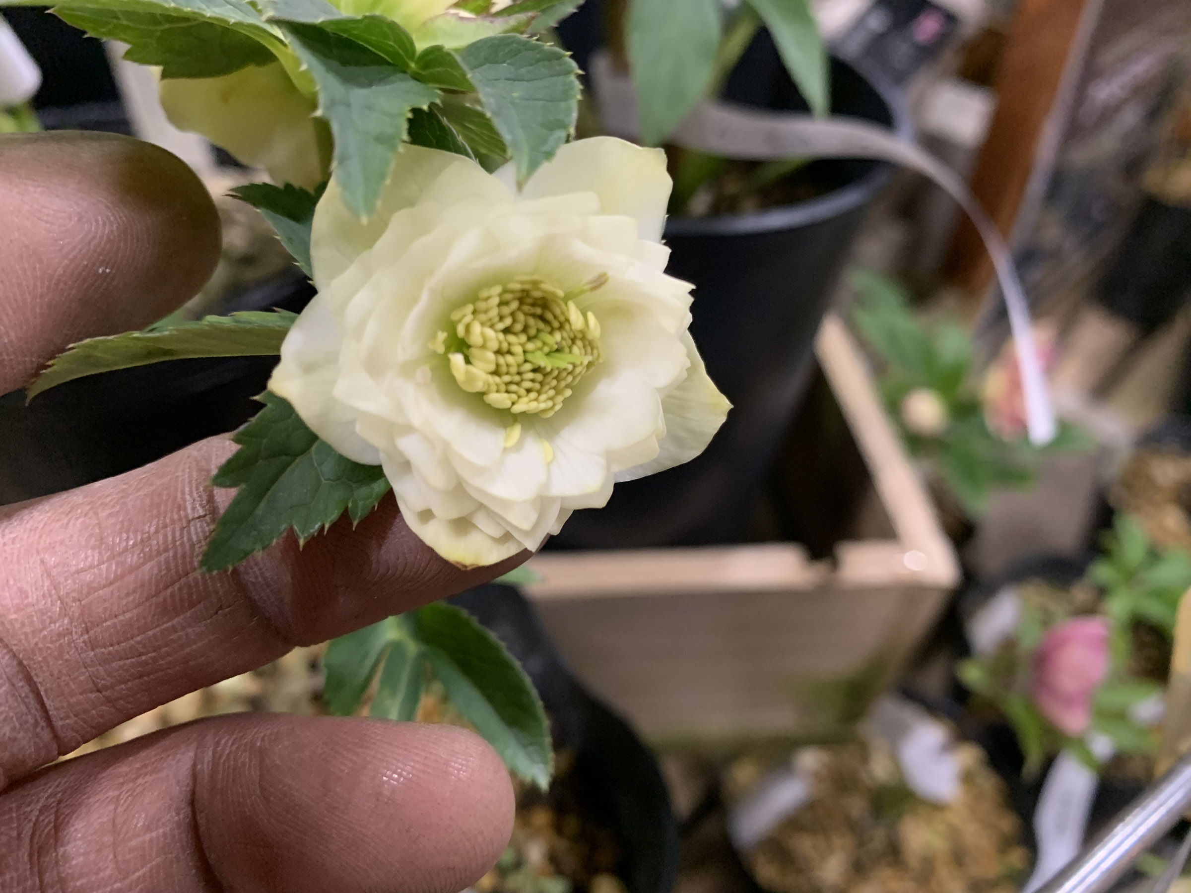 1F|クリスマスローズ入荷です! | オザキフラワーパーク | オザキ