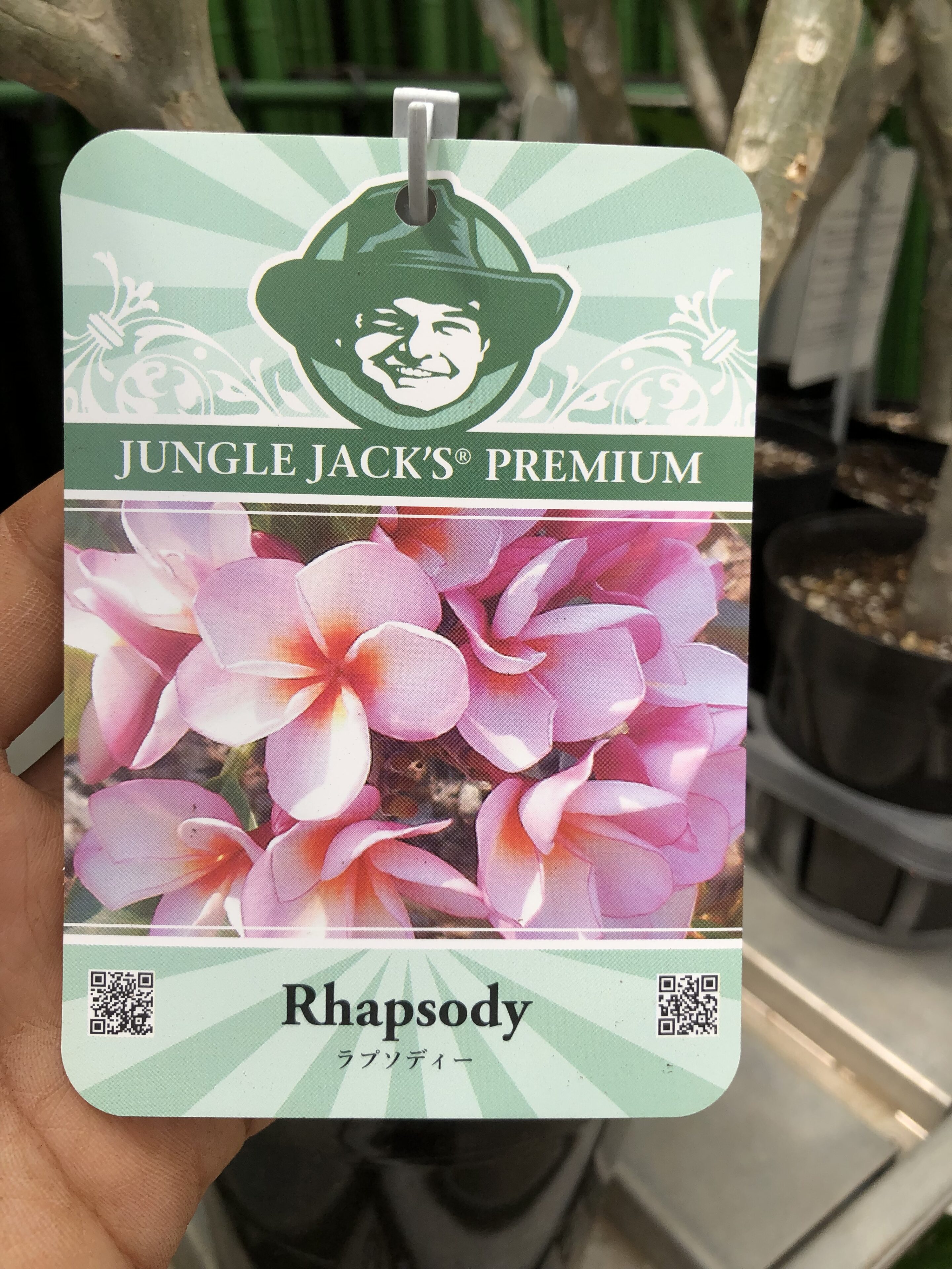 1F|プルメリア入荷しました。 | オザキフラワーパーク | オザキ