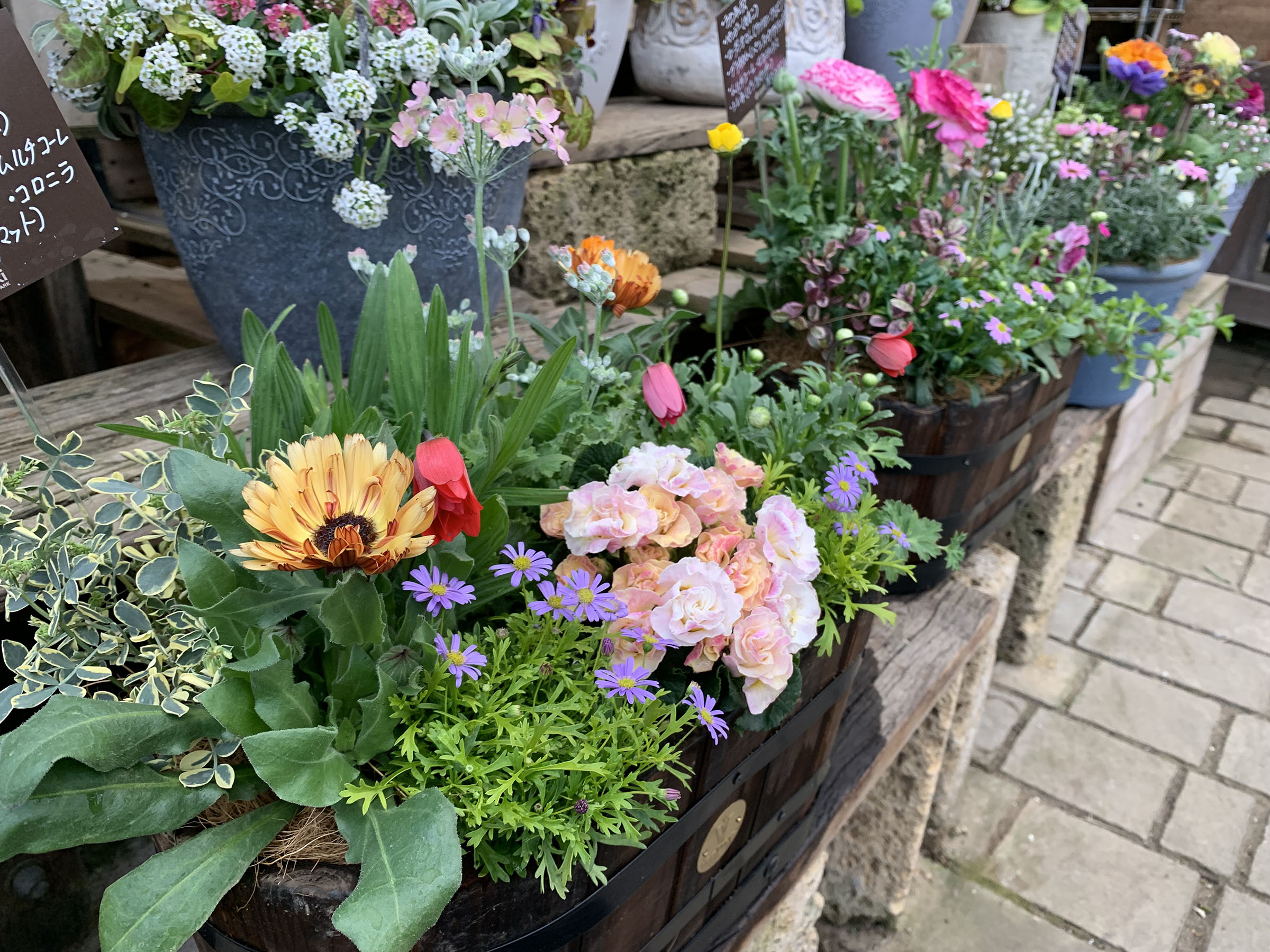 1F|入荷商品ピックアップ(クリスマスローズ、草花) | オザキフラワー