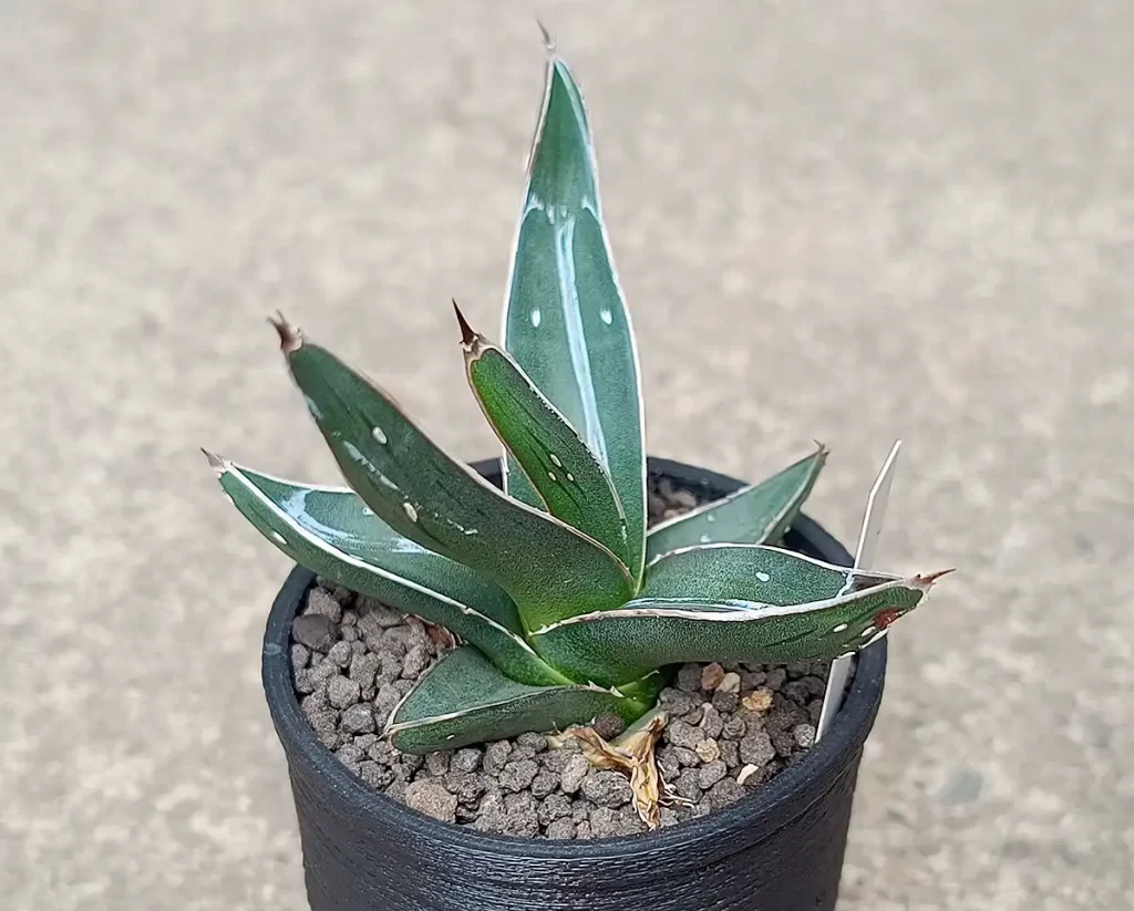 アガベ 笹吹雪（Agave Nickelsiae）の成長記録・育て方 | アガベの成長