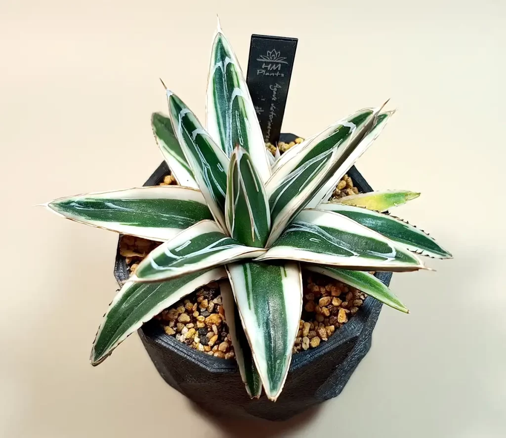 アガベ・笹の雪「氷山」の購入と成長記録 | アガベの成長をただ記録