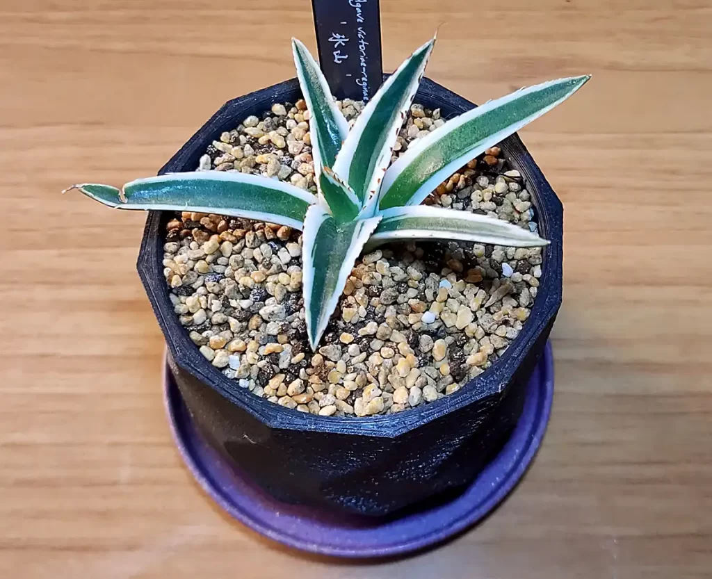 アガベ・笹の雪「氷山」の購入と成長記録 | アガベの成長をただ記録