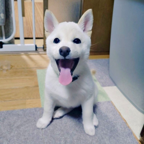 子犬に「絵を踏まないで」と言った結果… いじらしい姿に悶絶「健気