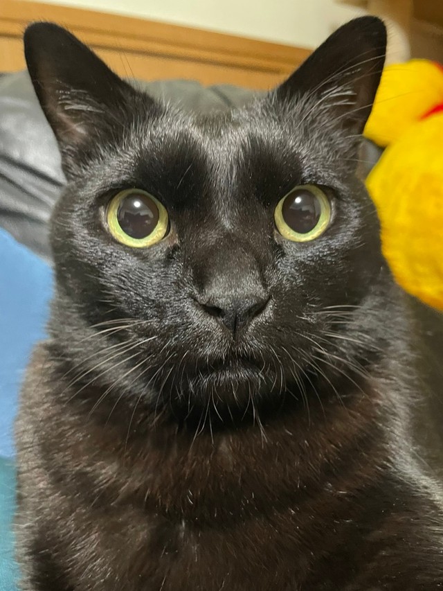 へそ天ドーン！3ニャンがダラけすぎ→特に黒猫くろすけくんは豪快すぎ