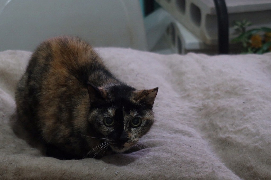 15歳の老猫ハナちゃん、引っ越し業者の不手際で逃走！…80歳近い