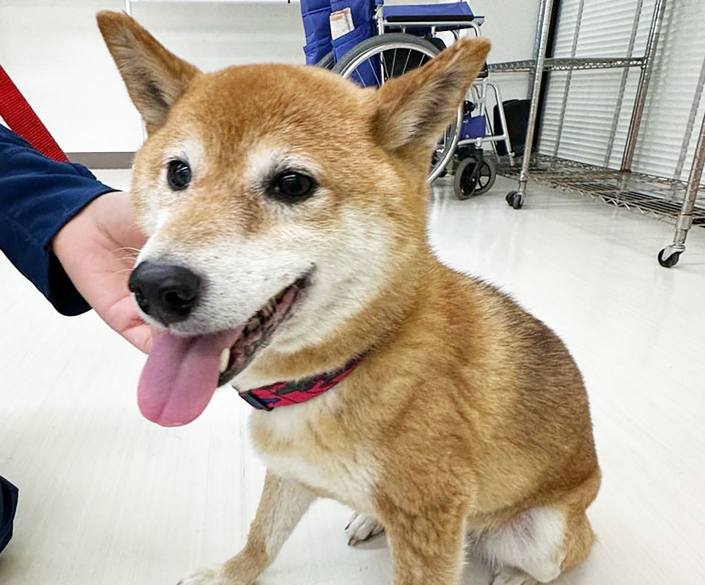 f5d74725f0bbf51ab5d5197c82dc44