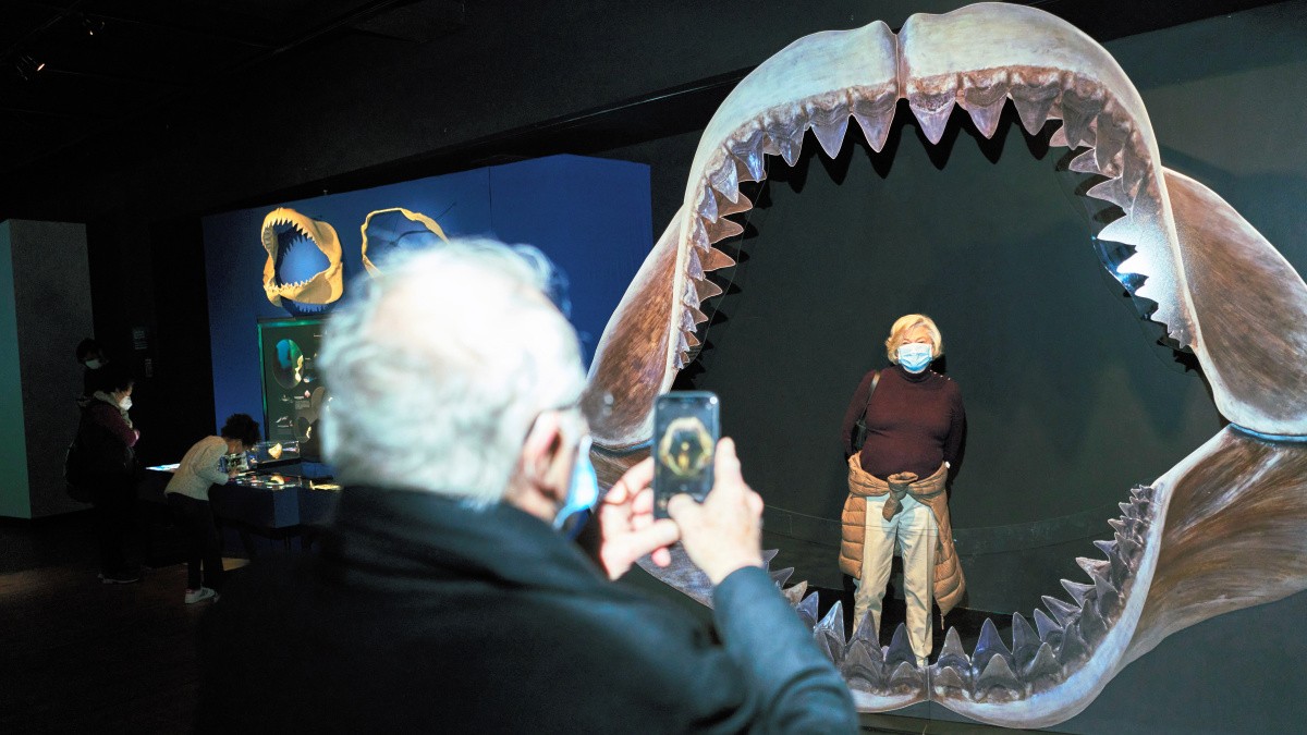 史上最大のサメ「メガロドン」はなぜ絶滅したか 謎を解くヒントは歯の