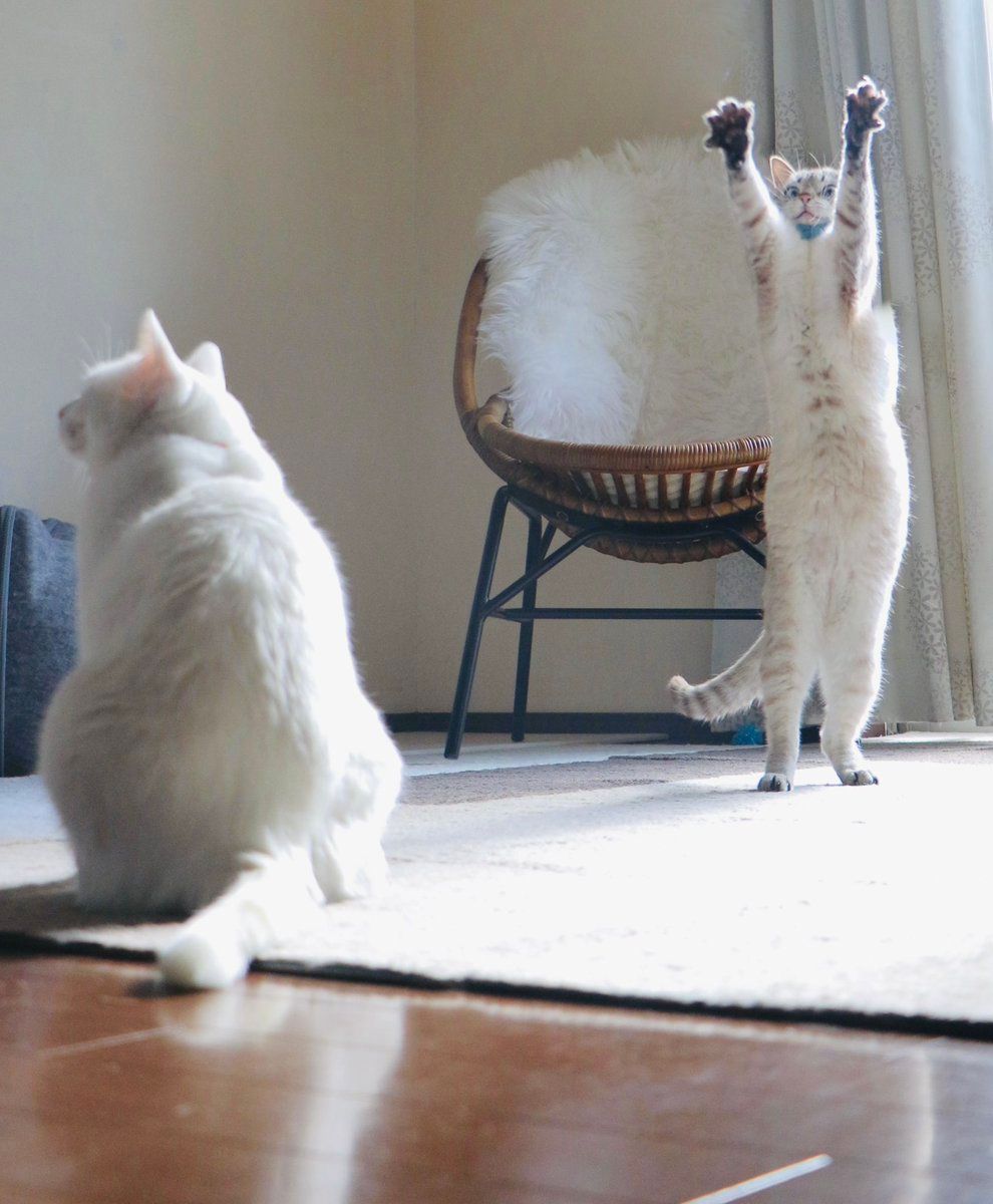 3279c3dad415d7107d18d3e865893e