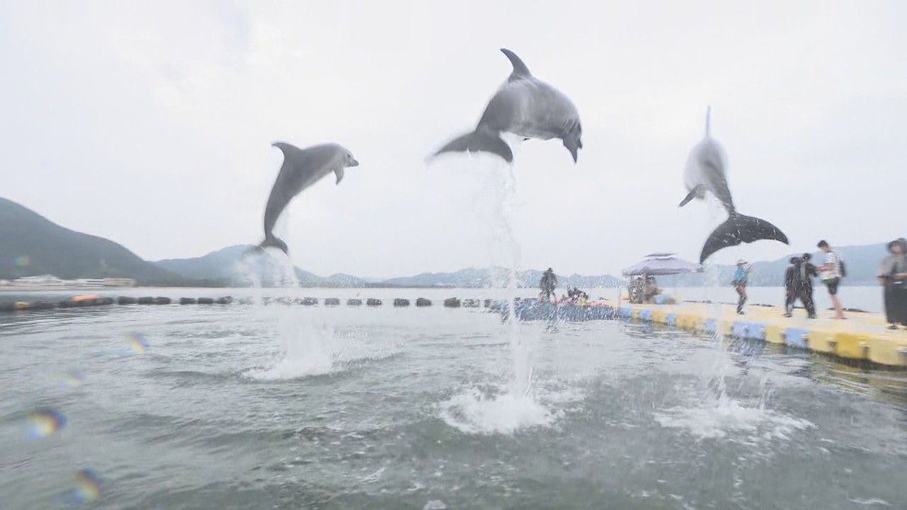 イルカと「通じ合える」 トレーナー体験が人気！ 香川・さぬき市 | KSB