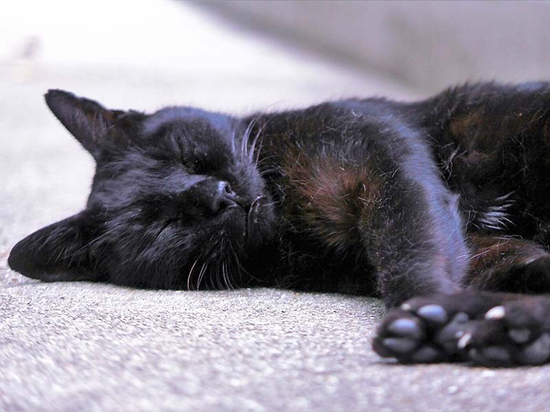 またね、斎藤さん 永眠した阪大の黒猫、学生に愛され写真集に | 「犬や