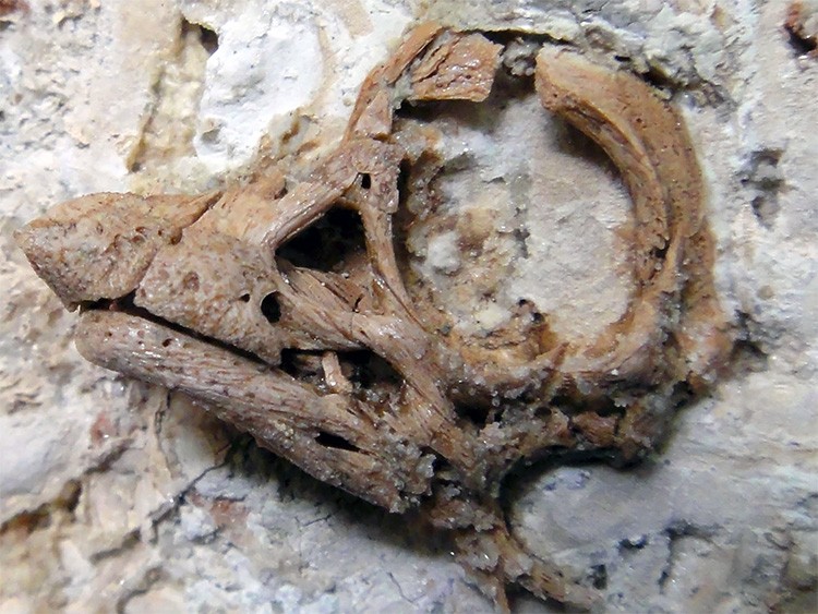 恐竜の卵の化石から見つかった胎児 目の向きに驚きの特徴が：朝日新聞