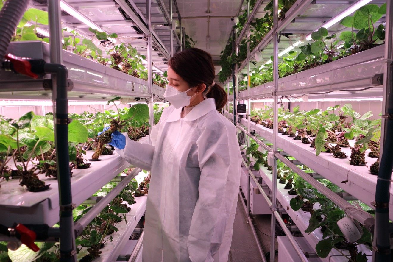 半導体商社がつくる「コンテナ栽培わさび」のお味は？ 気候変動に強い