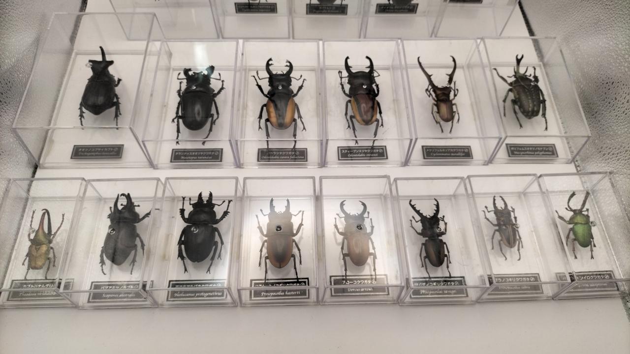 ディアゴスティーニ|世界の昆虫データブック|【ハードオフ公式通販