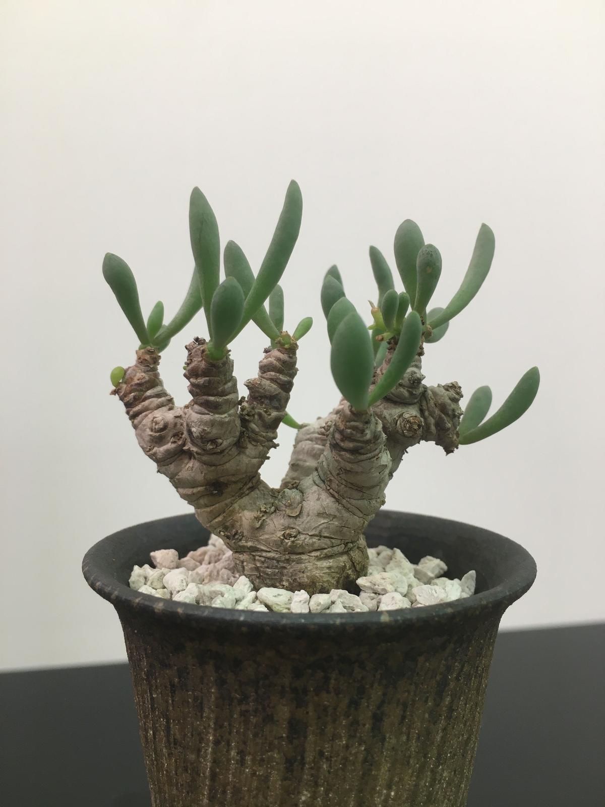 レア実生！ 写真2-5枚目 チレコドン ポドレイアエ 多肉植物 塊根植物