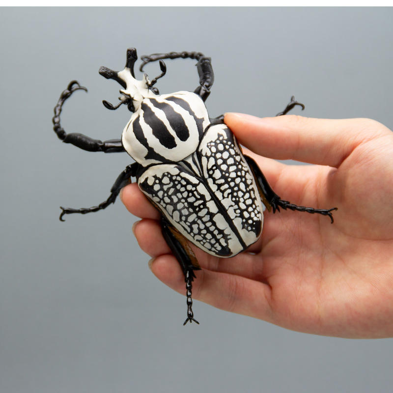 コンゴ産 シラフオオツノハナムグリ1 92mm ゴライアスオオツノ