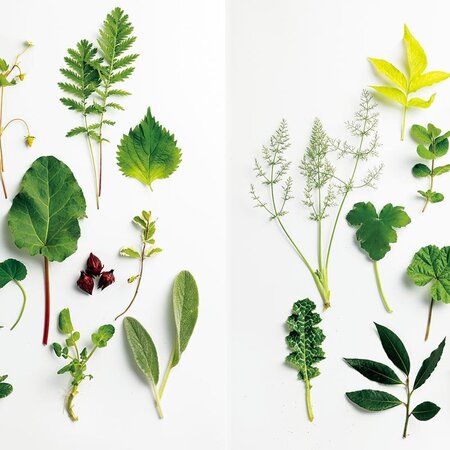 旧ソフロニティス属4種｜園芸日記byこんちゃん｜みんなの趣味の園芸