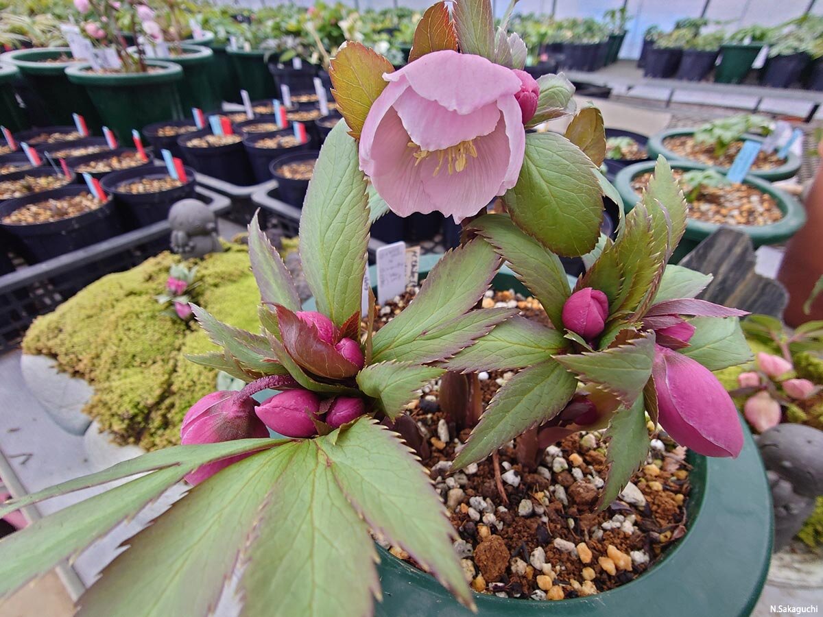 幻の花 ヘレボルス・チベタヌス〉クリスマスローズの可能性を探る