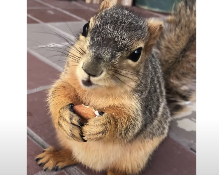 近くで見ると最高に可愛い！ おやつを食べるリスさん。 | どうぶつの