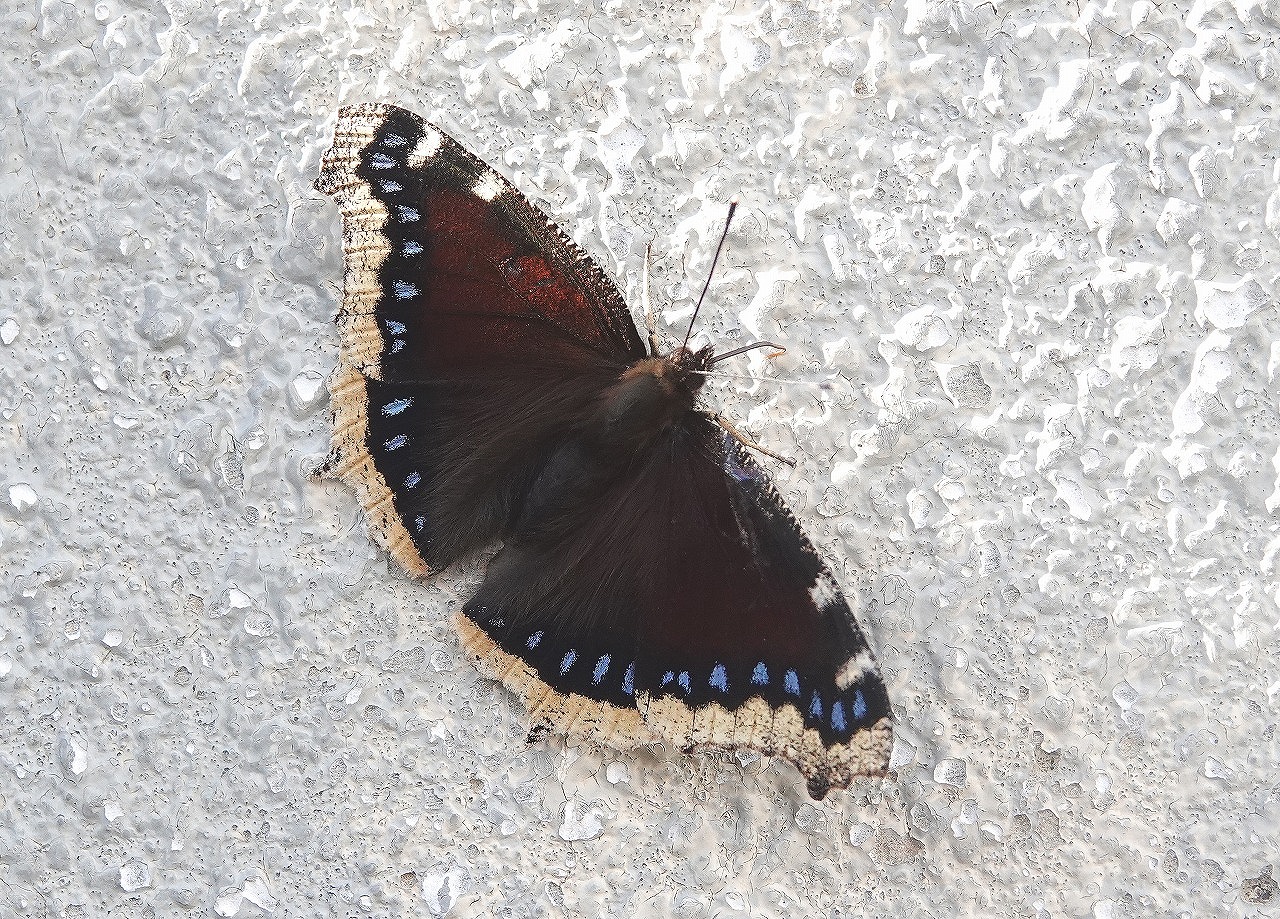 夏の〆 ④ 有終の美 キベリタテハ - Papillonesque(パピヨネスク)