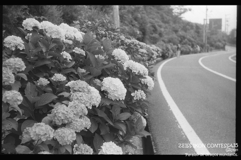 撮影散歩】ZEISS IKON CONTESSA35 + FOMAPAN 100 Classic の作例を公開
