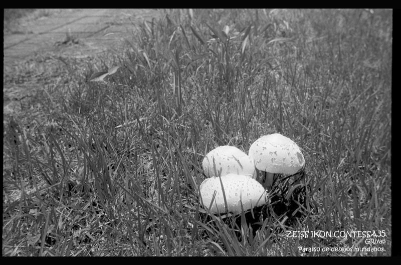 撮影散歩】ZEISS IKON CONTESSA35 + FOMAPAN 100 Classic の作例を公開