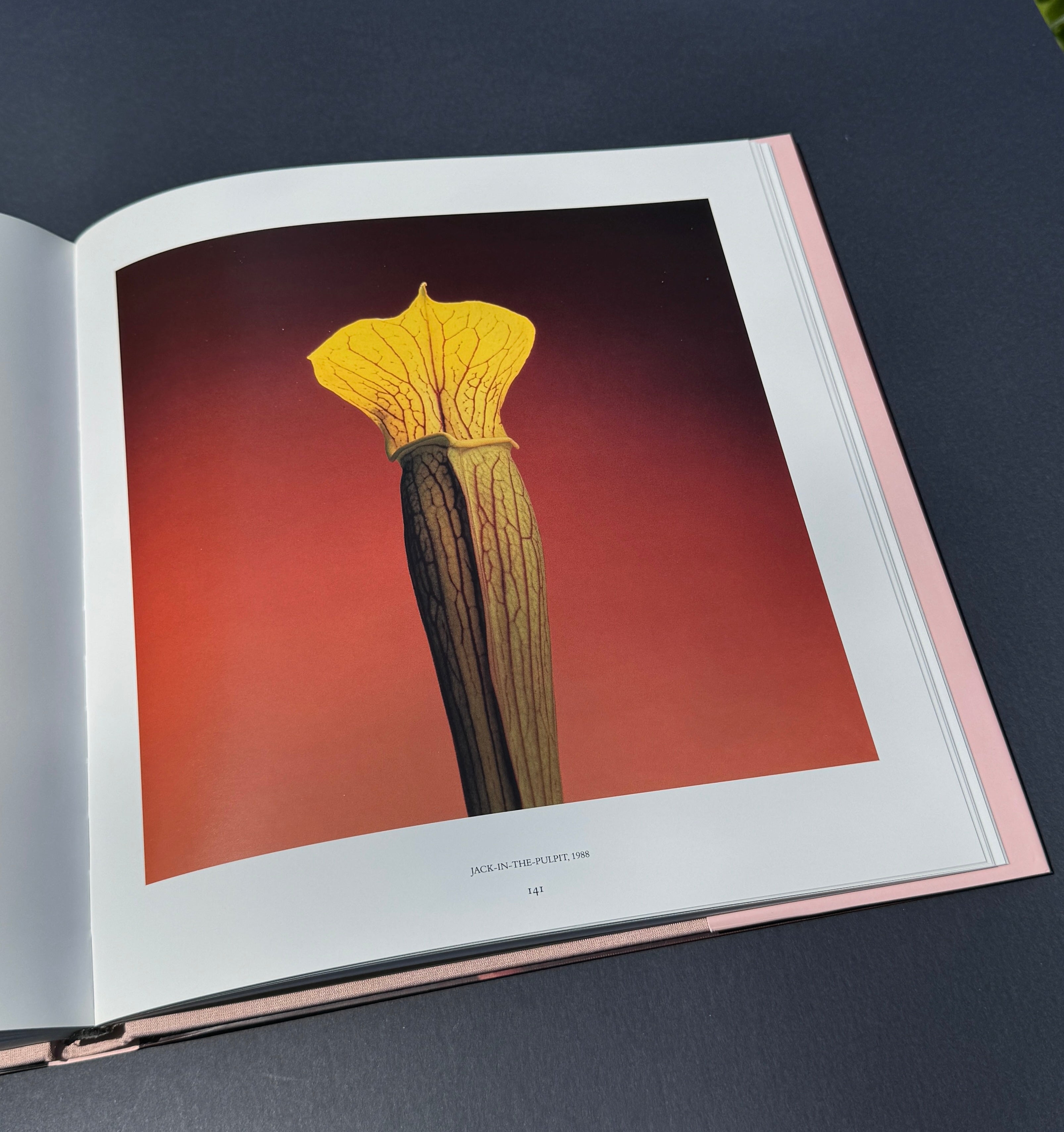 Robert Mapplethorpe Pistils写真集花特集 Buy Pistils by Robert