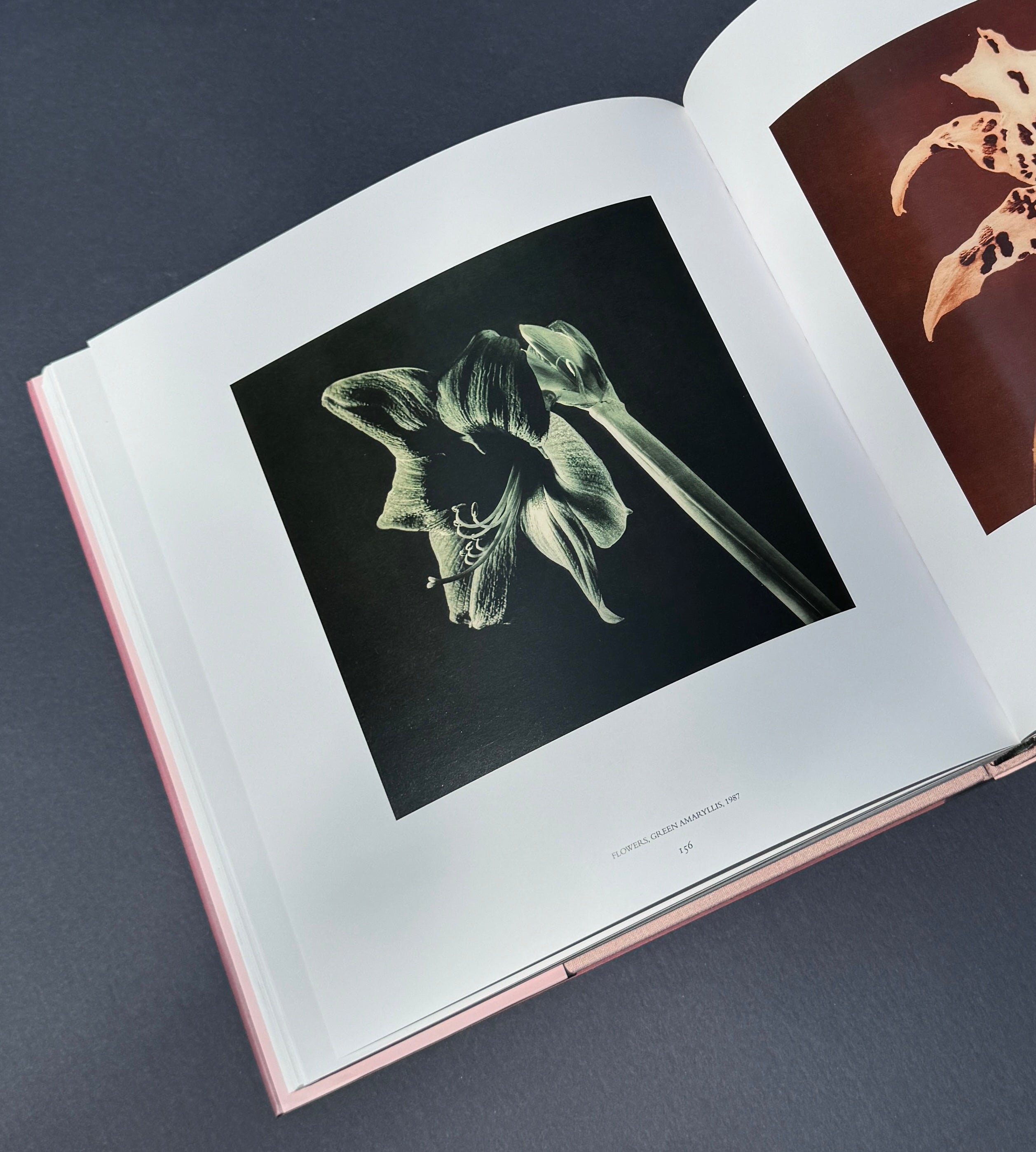 Robert Mapplethorpe - Pistils – Parallel Editions