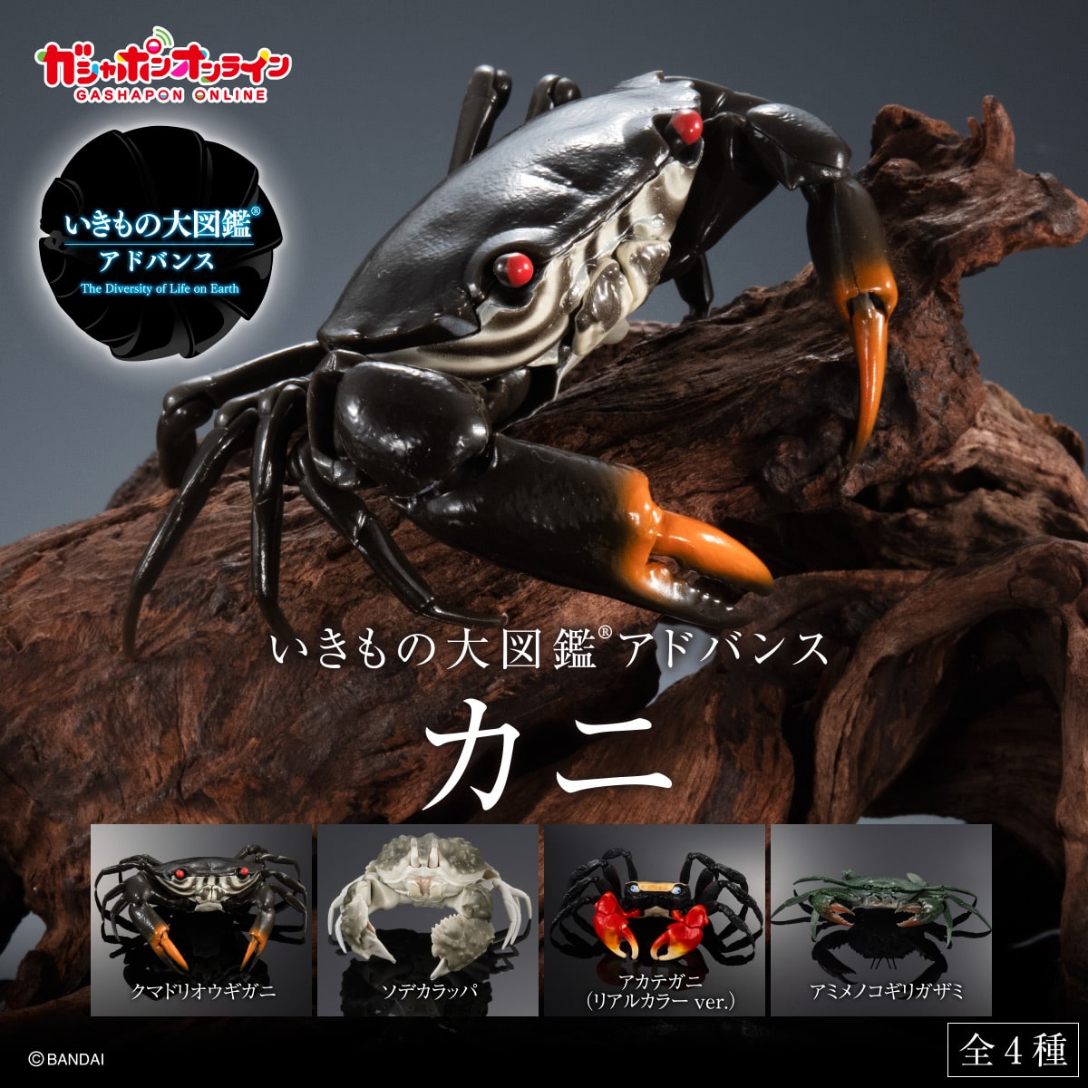 いきもの大図鑑アドバンス カニ【2023年11月発送】 | ナムコパークス