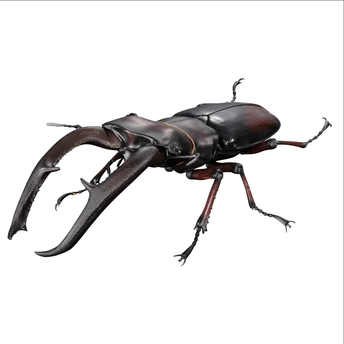 いきもの大図鑑プレミアム マンディブラリスフタマタクワガタ（レッド