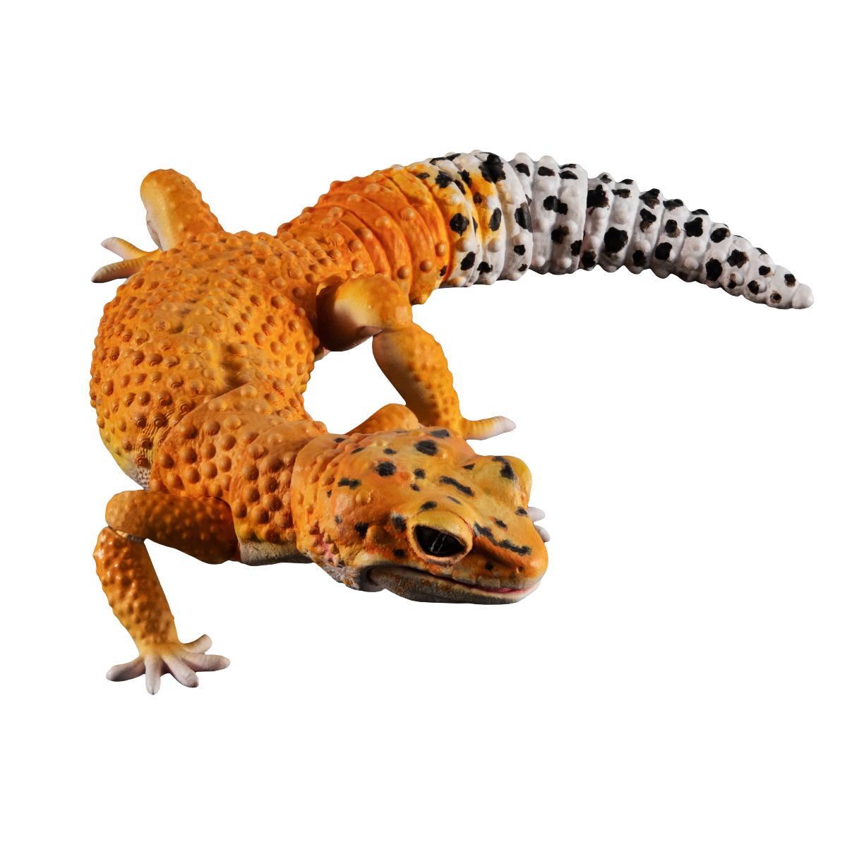 いきもの大図鑑アドバンス ヒョウモントカゲモドキ | ナムコパークス