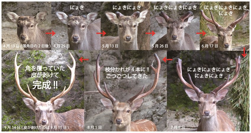 エゾシカの角完成記念！秋のシカをご覧いただく前に、今年4月11日に