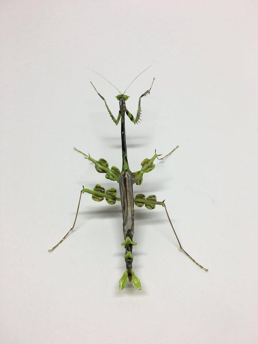 オオカレエダカマキリ！もっと色を研究せねば…！ ((背中の棘を忘れたの