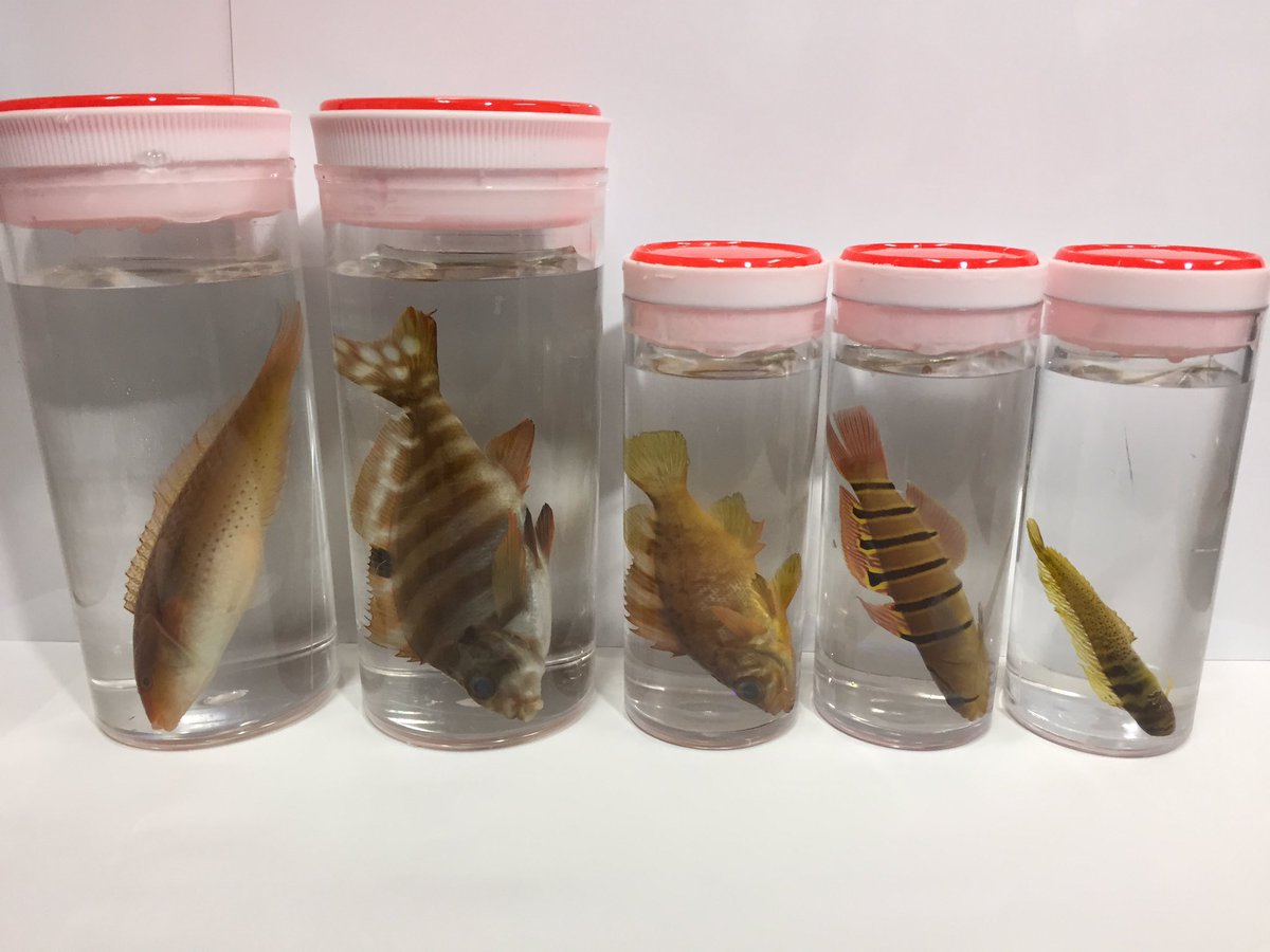 色彩保存標本展 (@sakana_hyohon) / Posts / X