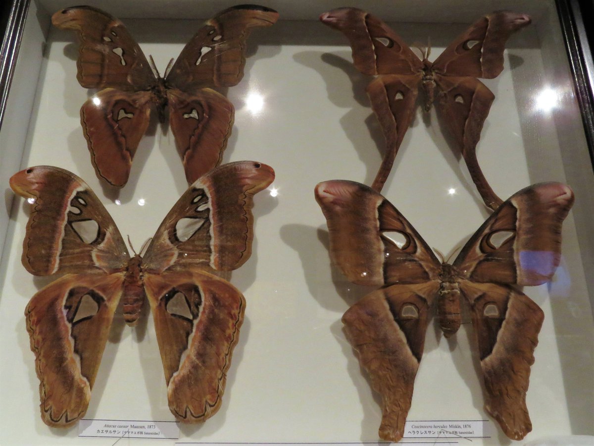 蛾の標本たち、その2。やはり、色も形もさまざまで感嘆させられる