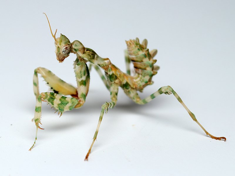 箕面で生体展示中のカマキリ⑧ アザミカマキリ幼虫 Blepharopsis