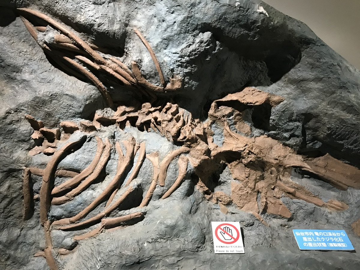 センダイの名のついたクジラ】山深い「竜の口渓谷」で1999年に発見され