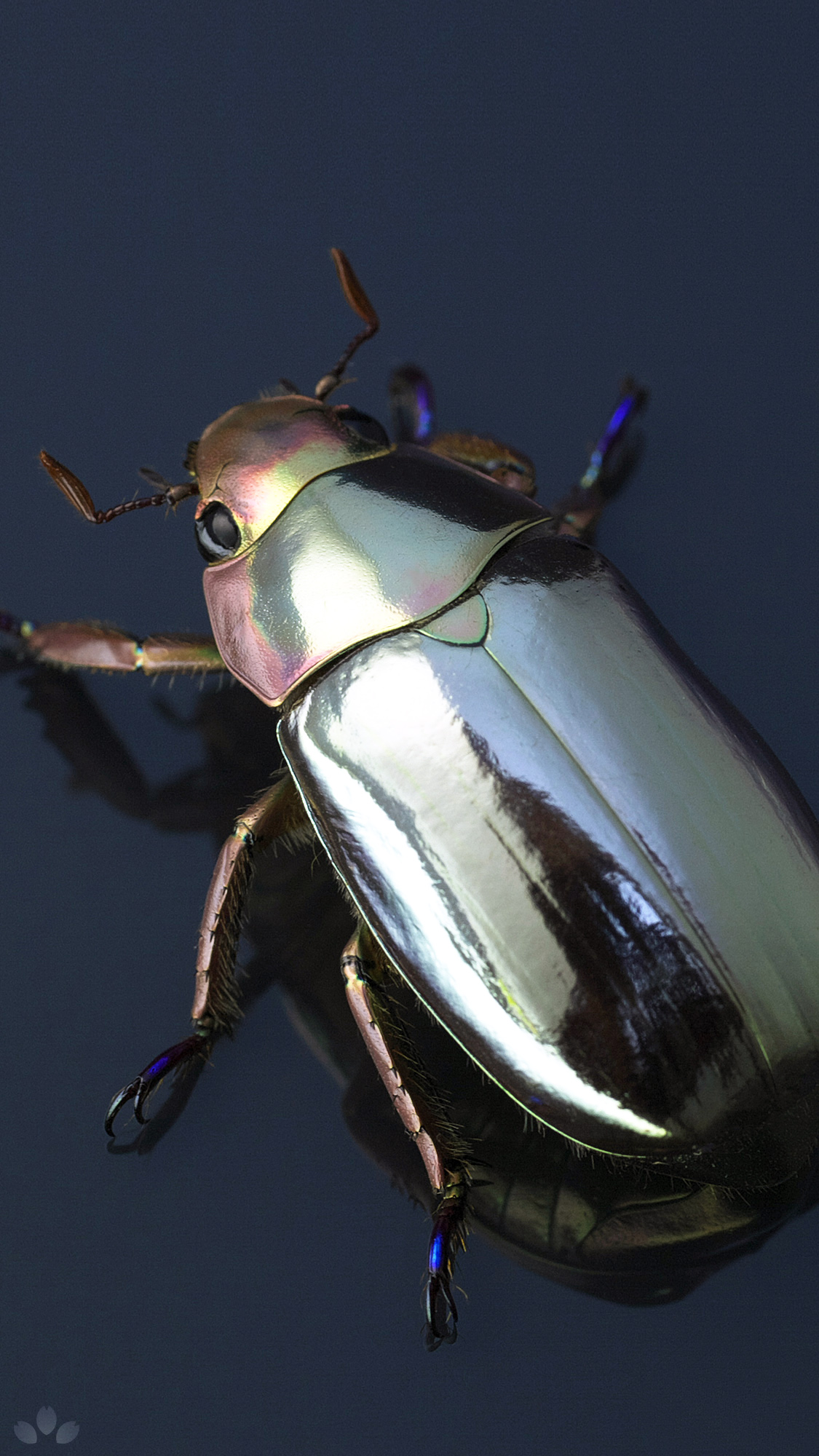 クルサルギレアプラチナコガネ！BIG size！標本085 クルサルギレア