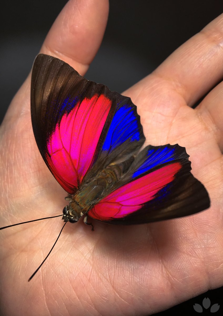 ミイロタテハの立体展翅標本です。あつ森でお馴染みですね🦋実際の