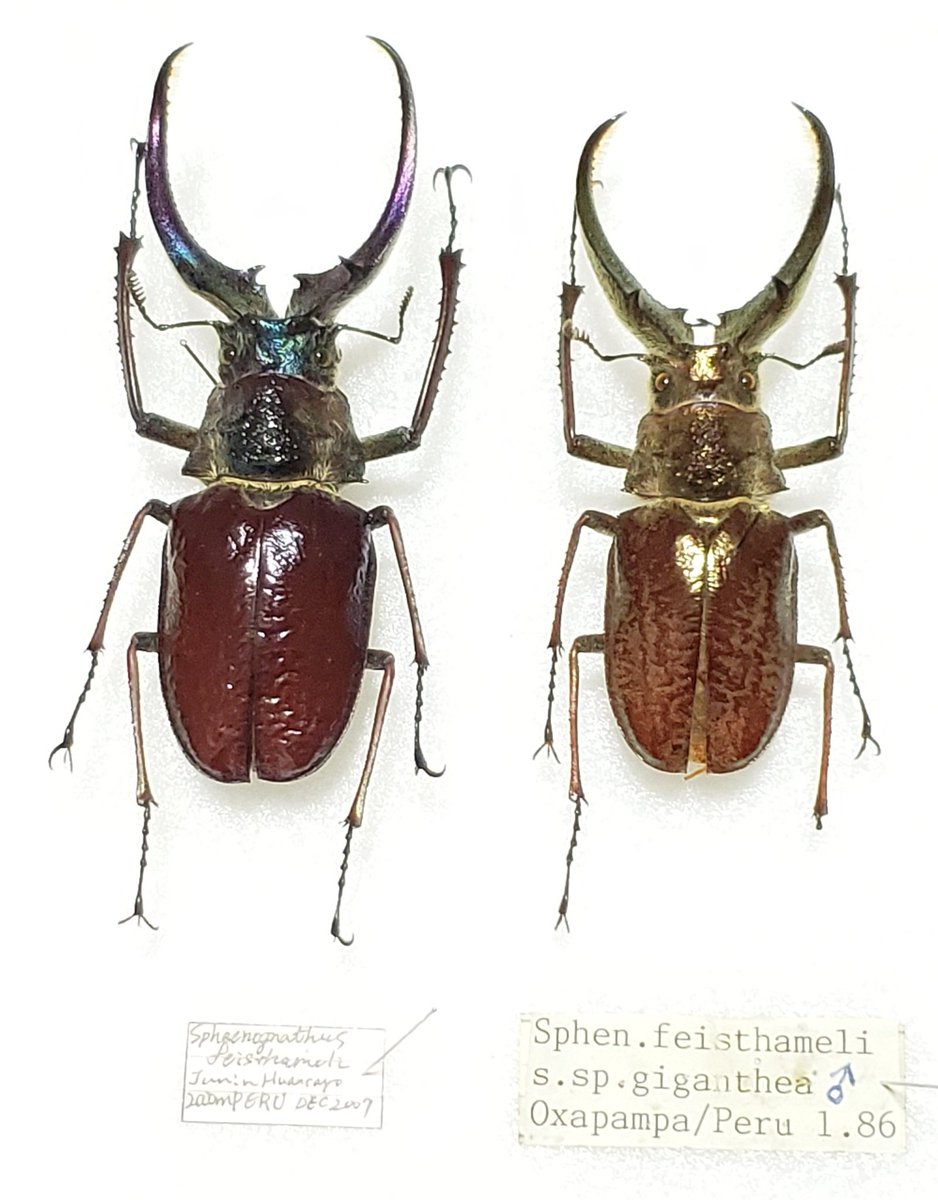 ペルー産ギガンテウスシワバネクワガタ83mm ペア