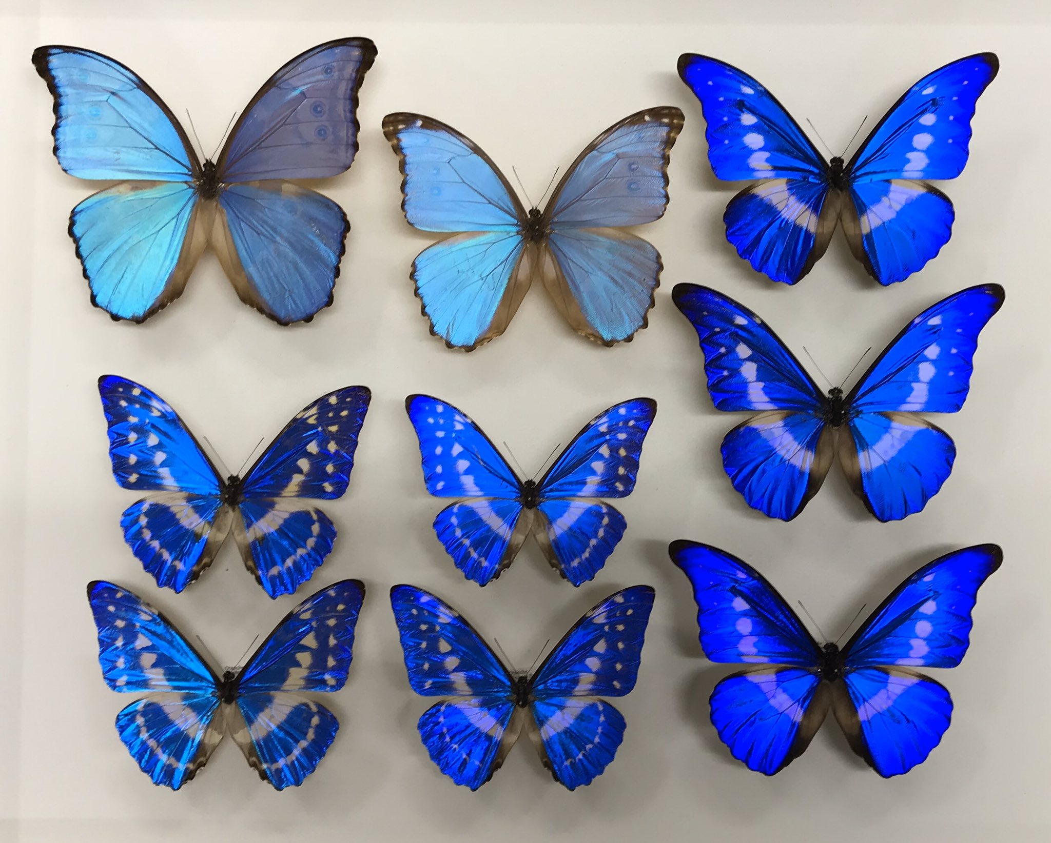 標本 Peru Morpho helena 140mm BicBugs Morpho helena blue white butterfly Peru