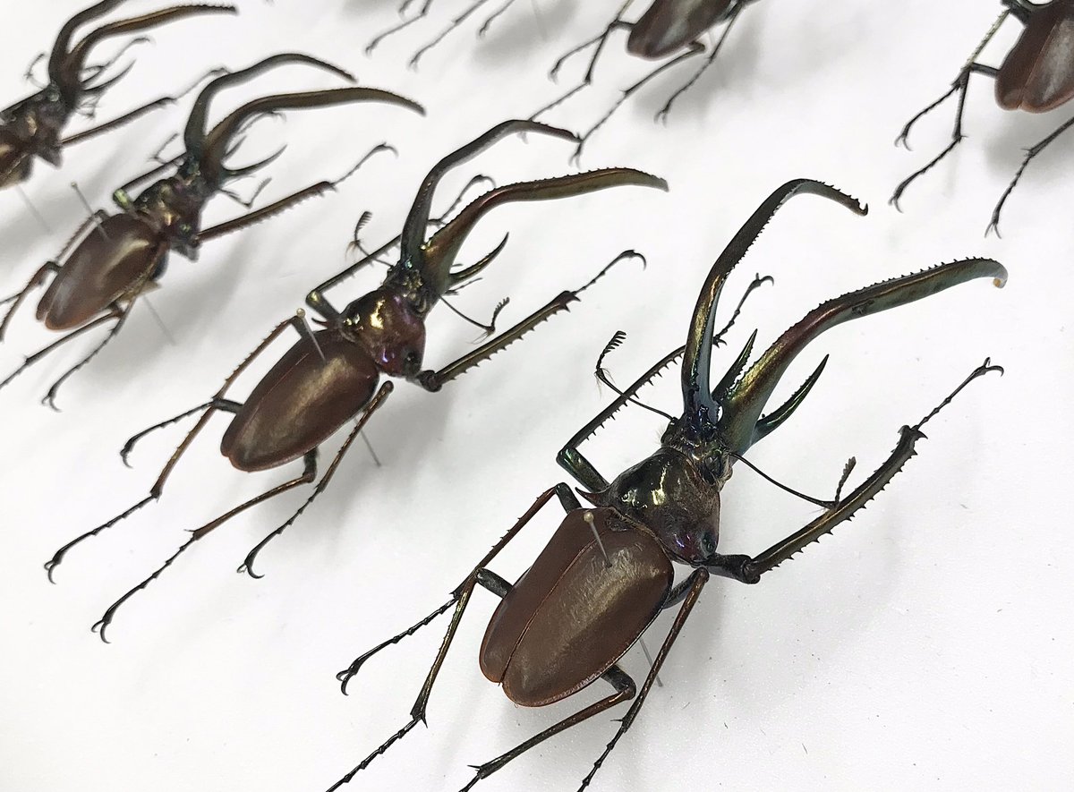 新着標本】 久しぶりにチリクワガタの標本がまとまって入荷🇨🇱 1番