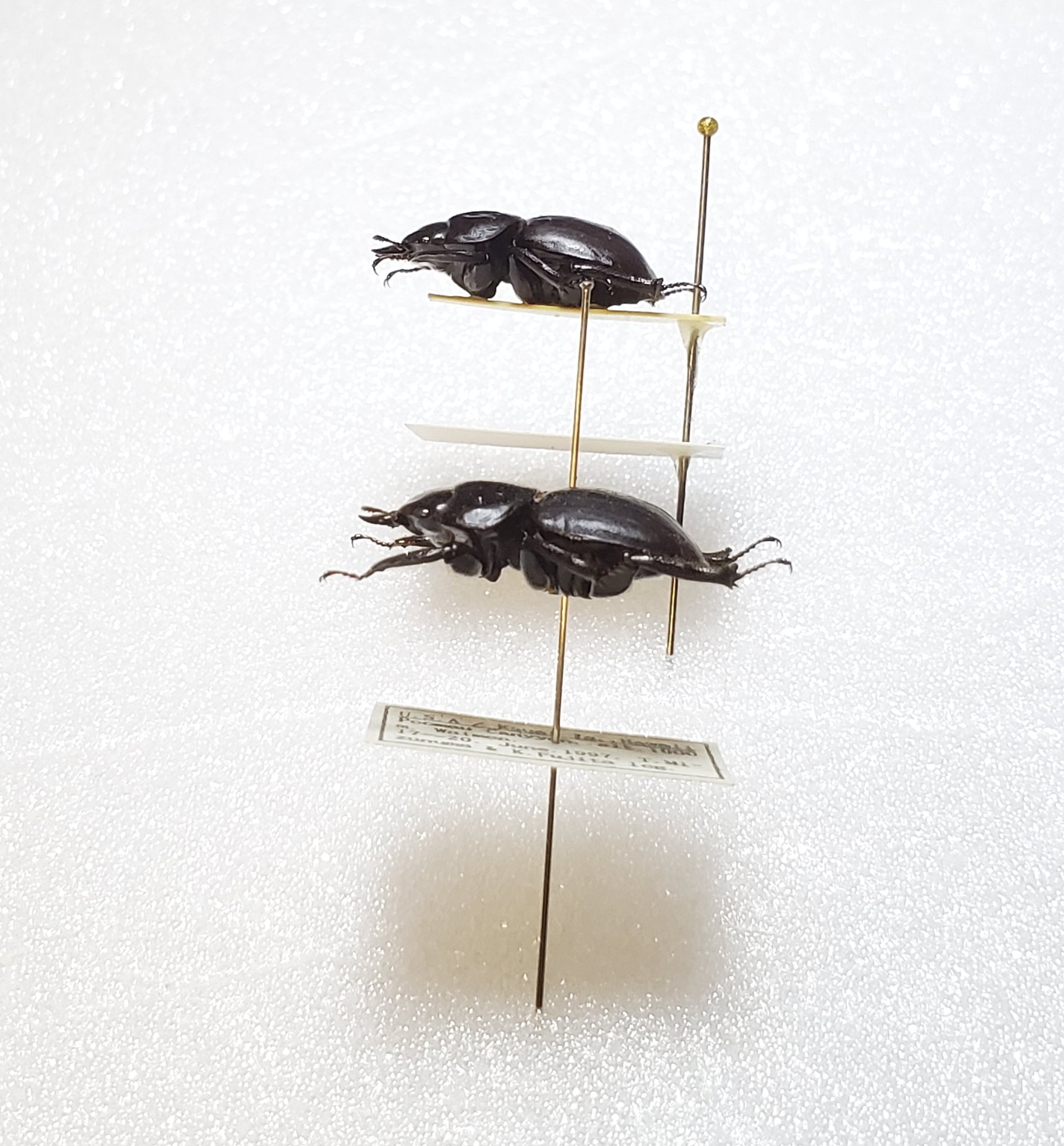 わたの木ハワイハネナシクワガタApterocyclus わたの木ハワイハネナシ