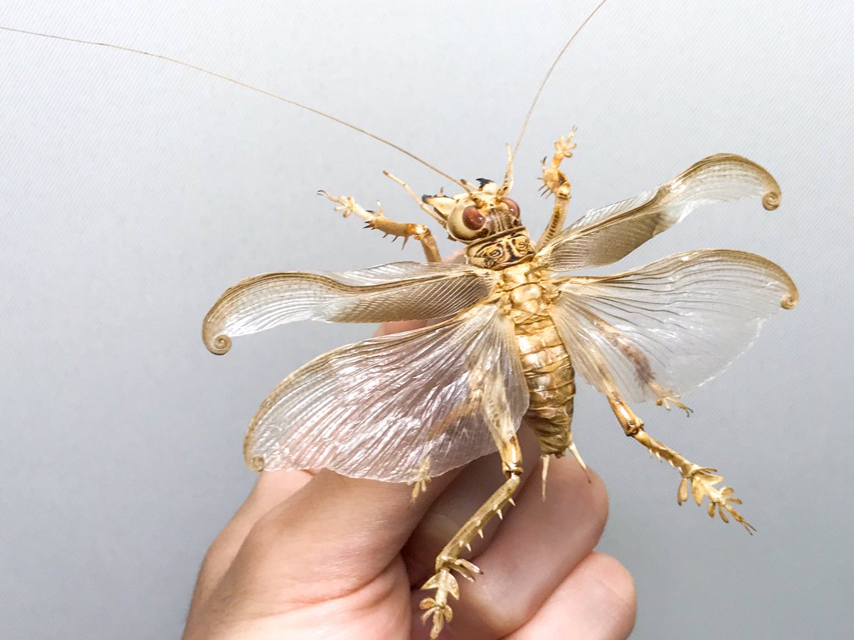 マキバネコロギス Schizodactylus monstrosus 進化の過程で何が起き