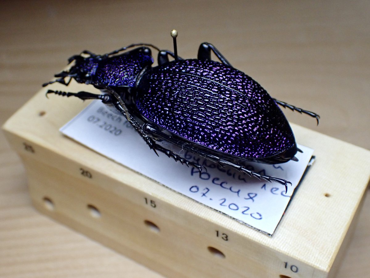 イボハダオサムシ標本 ☆クリミア半島産C.scabrosus tauricus Carabus